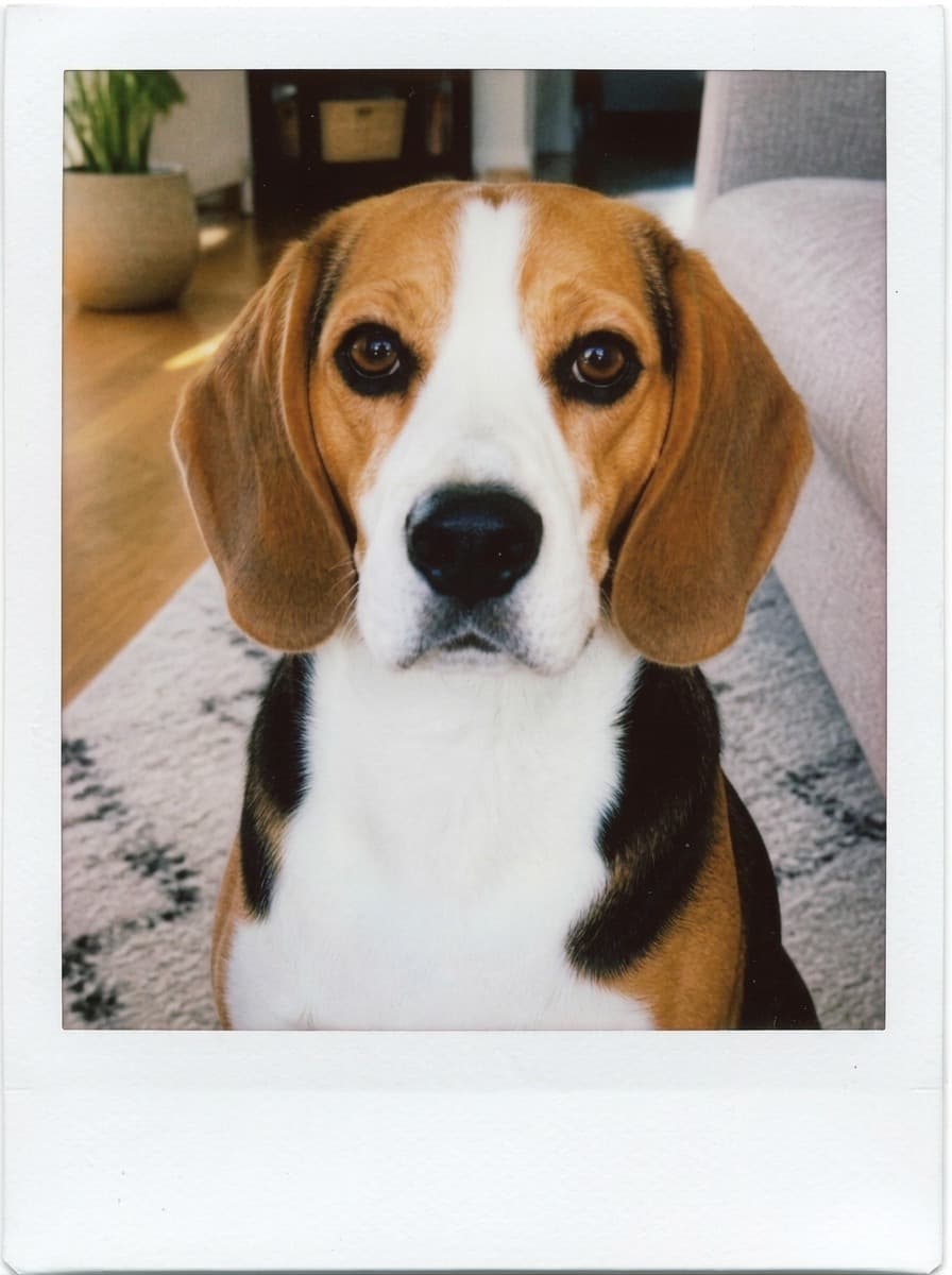 Polaroid